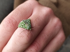 Drepanogynis bifasciata