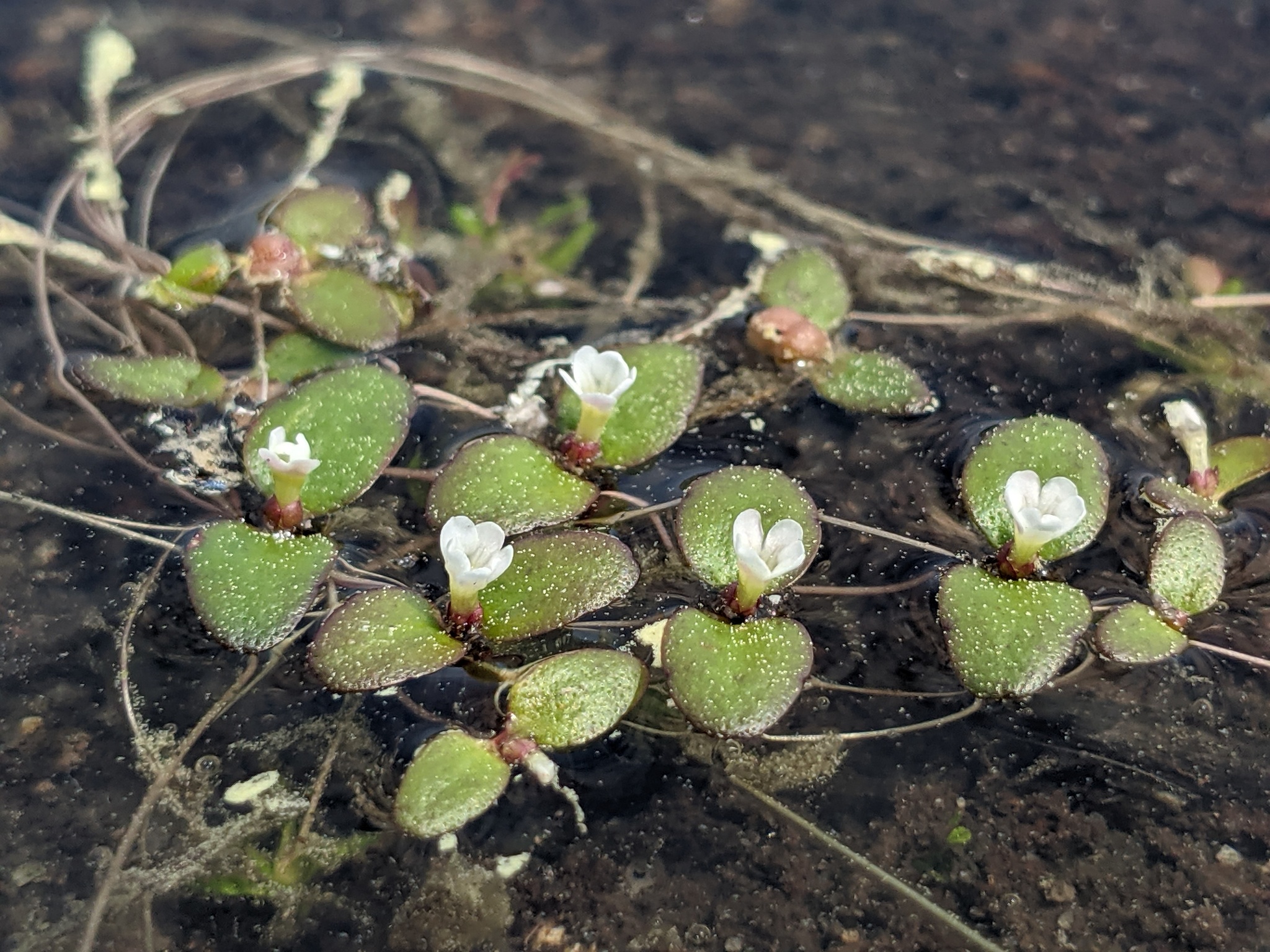 Gratiola amphiantha