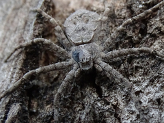 Philodromus margaritatus