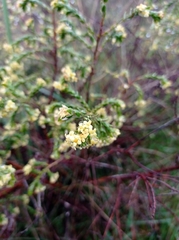 Thymelaea lythroides