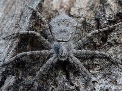 Philodromus margaritatus
