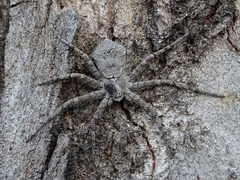 Philodromus margaritatus