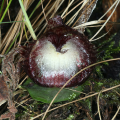 Corybas hispidus
