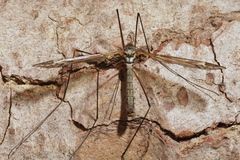 Tipula vittata