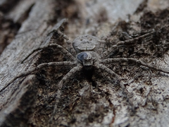 Philodromus margaritatus