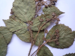 Rubus hirtus