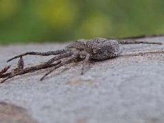 Philodromus margaritatus
