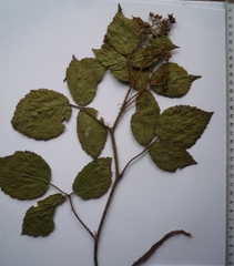 Rubus hirtus