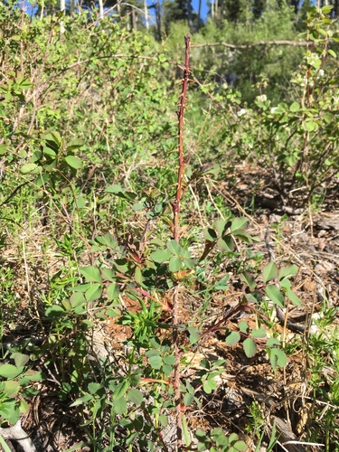 Rosa woodsii