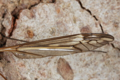 Tipula vittata