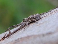 Philodromus margaritatus