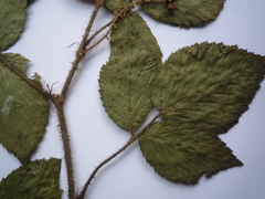Rubus hirtus