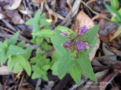 Teucrium argutum