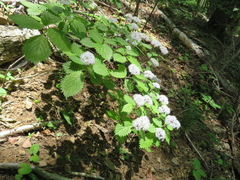 Hydrangea hirta