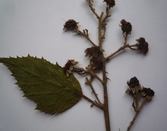 Rubus montanus