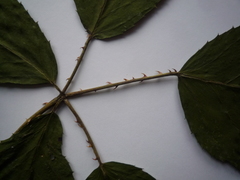 Rubus montanus