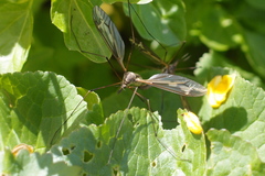 Tipula vittata