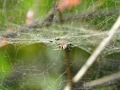 Frontinellina frutetorum