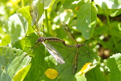 Tipula vittata