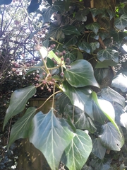 Hedera helix