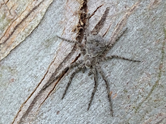 Philodromus margaritatus