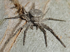 Philodromus margaritatus