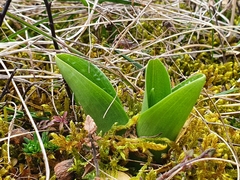 Orchis pallens