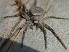 Philodromus margaritatus