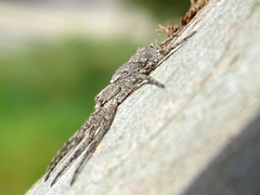 Philodromus margaritatus