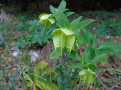 Helleborus cyclophyllus