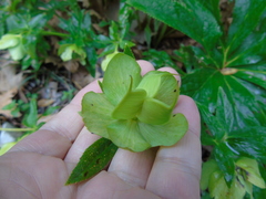 Helleborus cyclophyllus