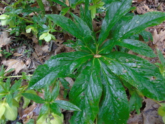 Helleborus cyclophyllus