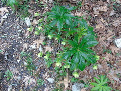 Helleborus cyclophyllus