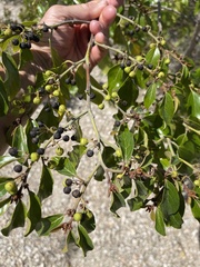 Colubrina arborescens