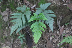 Tectaria fuscipes