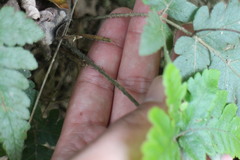 Tectaria fuscipes