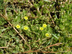Osteospermum acanthospermum