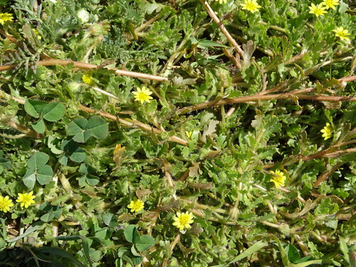 Stinkweed Boneseed (Osteospermum acanthospermum)