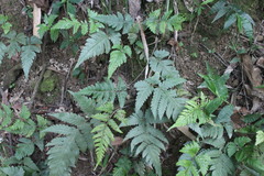 Tectaria fuscipes