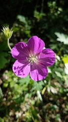Geranium oreganum