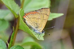 Heliophorus androcles