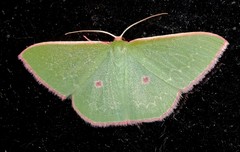 Chlorocoma cadmaria