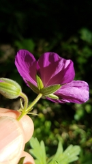 Geranium oreganum