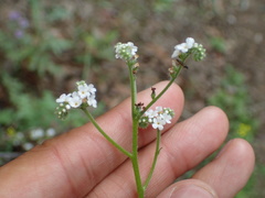 Cryptantha microstachys