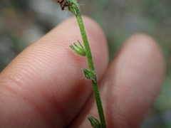 Cryptantha microstachys