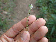 Cryptantha microstachys