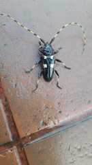 Andraegoidus variegatus