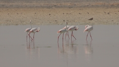 Phoenicopterus roseus