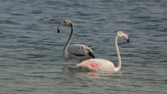Phoenicopterus roseus