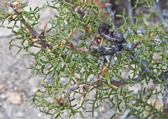 Prosopis denudans